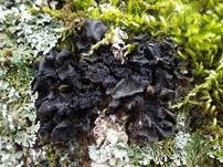 Filzige Gallertflechte, Foto 8