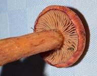 Filziger Gelbfuß, Foto 12