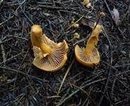 Filziger Gelbfuß, Foto 17
