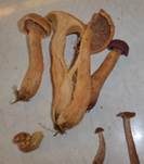 Filziger Gelbfuß, Foto 20