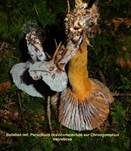Filziger Gelbfuß, Foto 22