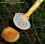 Filziger Gelbfuß, Foto 23