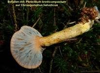 Filziger Gelbfuß, Foto 24