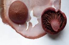 Filziger Gelbfuß, Foto 31