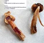 Filziger Gelbfuß, Foto 39