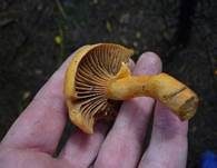 Filziger Gelbfuß, Foto 6