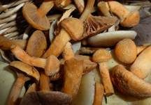 Filziger Gelbfuß, Foto 42