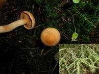 Filziger Gelbfuß, Foto 8