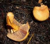 Filziger Gelbfuß, Foto 10