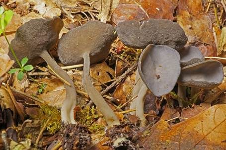 Filziger Langfüßler, Foto 2