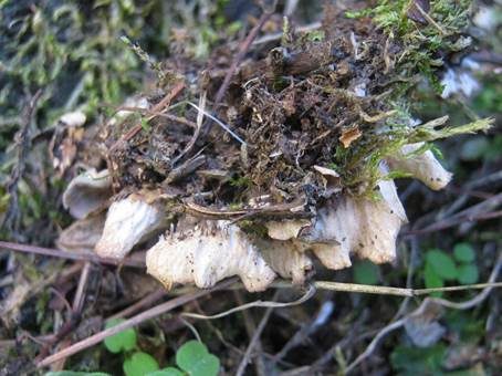 Aufgedrehte Blätterschildflechte, Foto 4