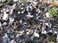 Aufgedrehte Blätterschildflechte, Foto 6