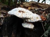 Filziger Schaumschwamm, Foto 8