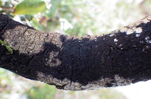 Filzmattenkugelpilz, Foto 2