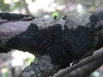 Filzmattenkugelpilz, Foto 4