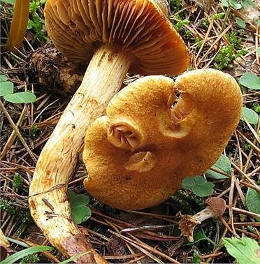 Filzschuppiger Raukopf, Foto 2