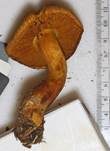 Filzschuppiger Raukopf, Foto 5