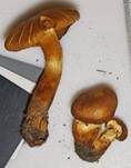 Filzschuppiger Raukopf, Foto 7