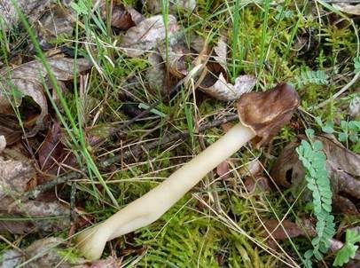 Fingerhutverpel, Foto 3