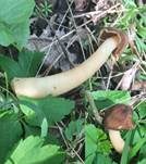 Fingerhutverpel, Foto 12