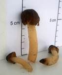 Fingerhutverpel, Foto 13