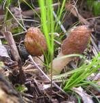 Fingerhutverpel, Foto 14