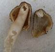 Fingerhutverpel, Foto 18