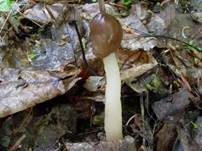 Fingerhutverpel, Foto 20
