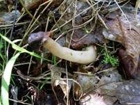 Fingerhutverpel, Foto 21