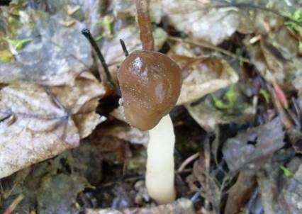 Fingerhutverpel, Foto 4