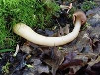 Fingerhutverpel, Foto 22
