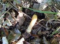 Fingerhutverpel, Foto 25