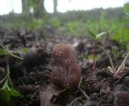 Fingerhutverpel, Foto 26