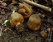 Fingerhutverpel, Foto 29