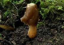 Fingerhutverpel, Foto 30