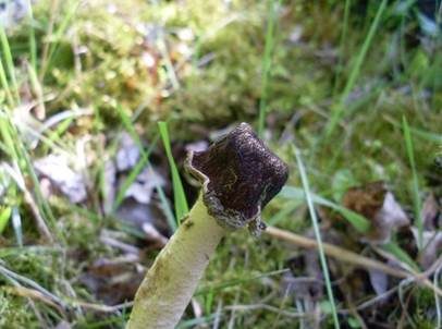 Fingerhutverpel, Foto 5