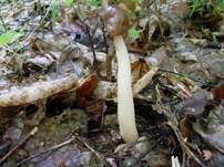 Fingerhutverpel, Foto 6