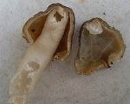 Fingerhutverpel, Foto 7