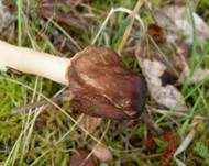 Fingerhutverpel, Foto 9