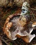 Finnischer Stacheling, Foto 14