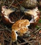 Finnischer Stacheling, Foto 15