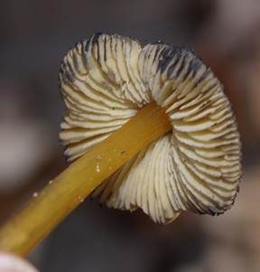 Finsterer Saftling, Foto 3