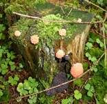 Fischeierschleimpilz, Foto 35