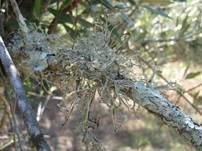 Flache Astflechte, Foto 5