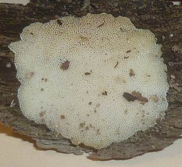 Flache Tramete, Foto 3
