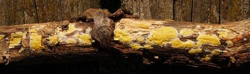 Flacher Kugelpustelschichtpilz, Foto 14