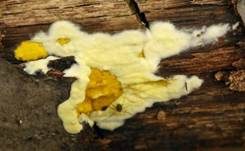 Flacher Kugelpustelschichtpilz, Foto 15