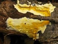 Flacher Kugelpustelschichtpilz, Foto 17