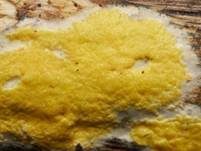 Flacher Kugelpustelschichtpilz, Foto 18