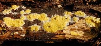 Flacher Kugelpustelschichtpilz, Foto 20